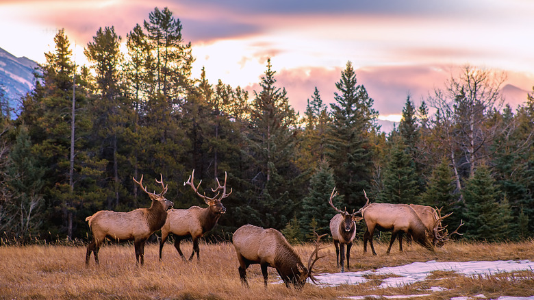 Elk grazing in the mountains