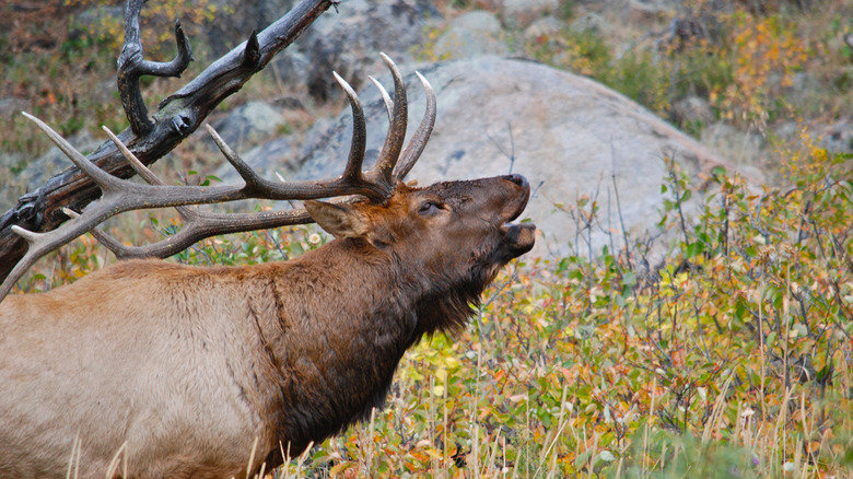 Bull elk in forest