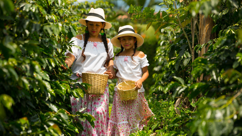 Women harvesting coffee cherries