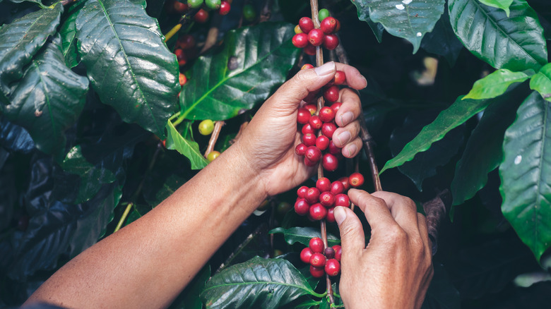 Hands harvesting cherries