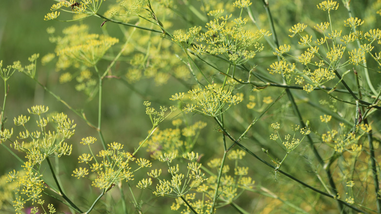 Wild fennel plant and flowers