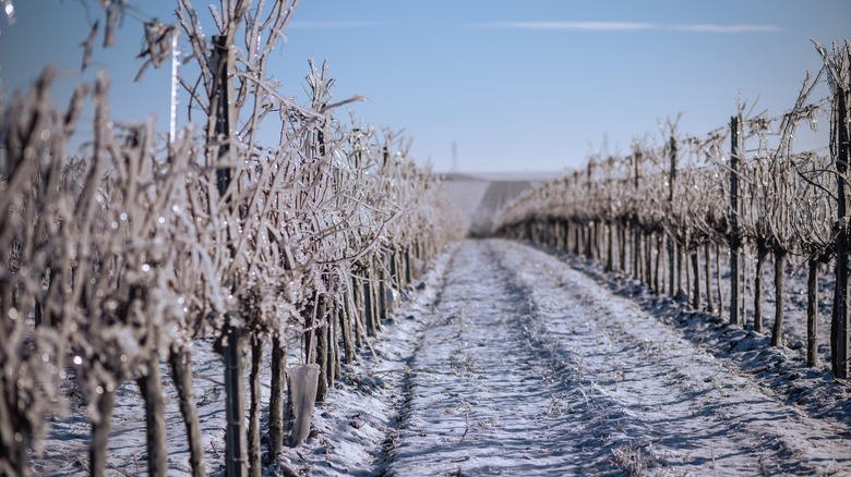 frosty vineyard outside