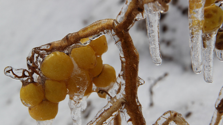 closeup frozen grapes