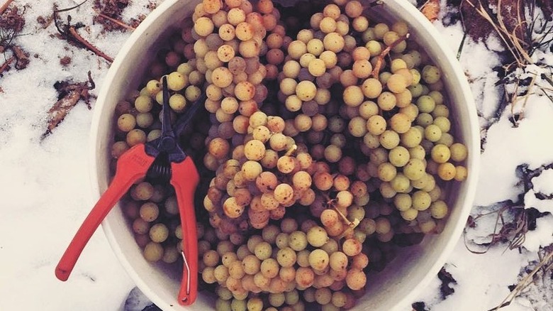 bucket of icewine grapes