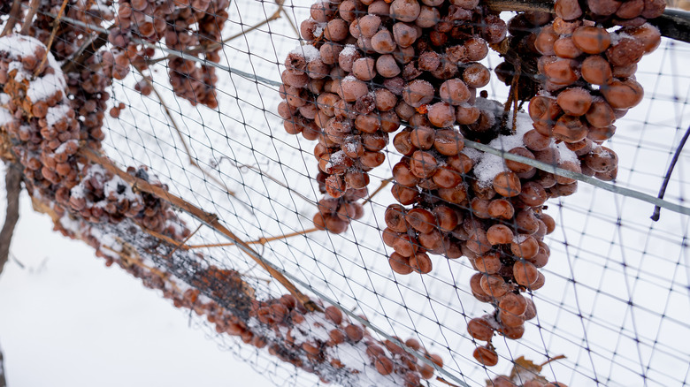 icy grapes on snowy vines