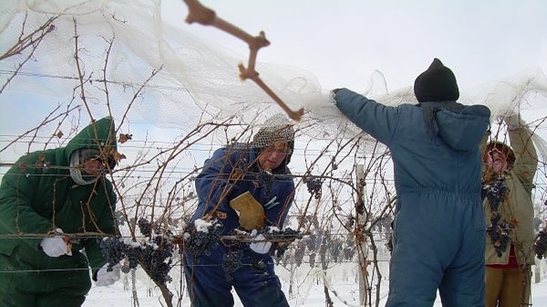 people harvesting icewine grapes