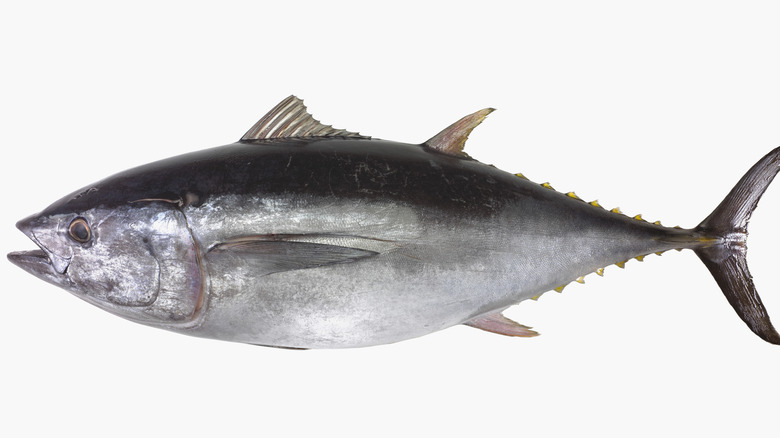 large tuna with mouth open