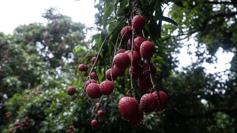Lychee tree with ripe fruit