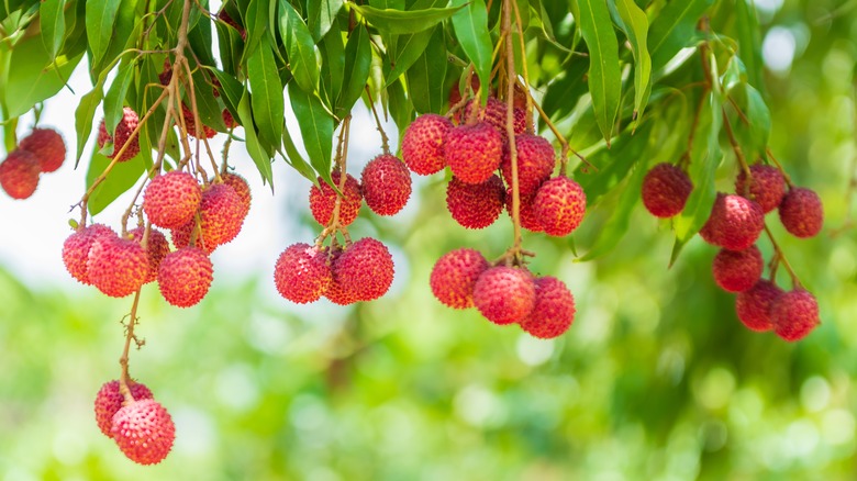 Lychee tree