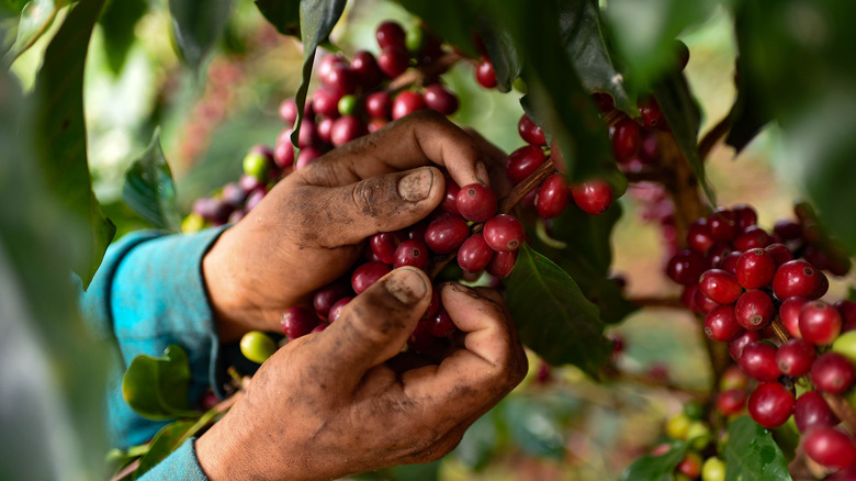 A closeup shows a farmer's hands picking coffee cherries.