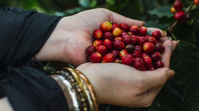 A woman's hands are cupping a bunch of coffee cherries.