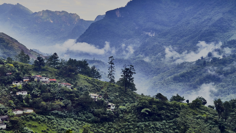 A high-altitude Mexican coffee bean plantation sits among misty mountains.