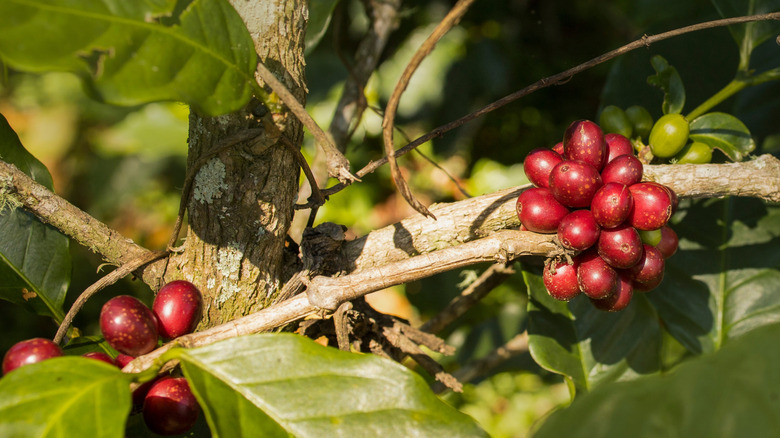 Bunches of coffee cherries are shown on a branch.