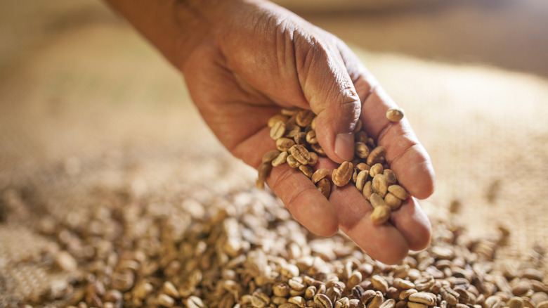 A hand is seen picking up unroasted coffee beans from a pile.