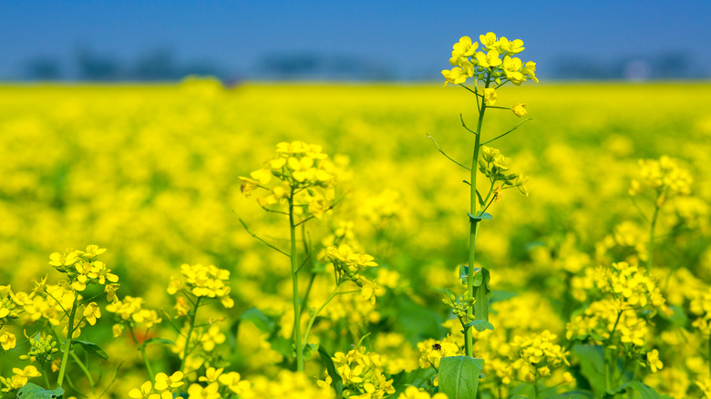 Mustard flowers in bloom