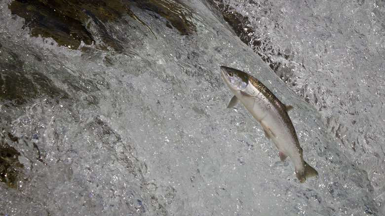 Salmon jumping out of water