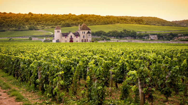 vineyard in Burgundy, France