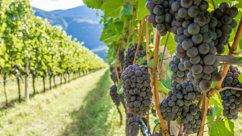 pinot grigio grapes on a vine 