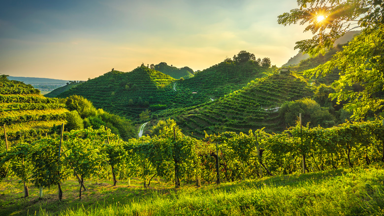 vineyard in Northern Italy