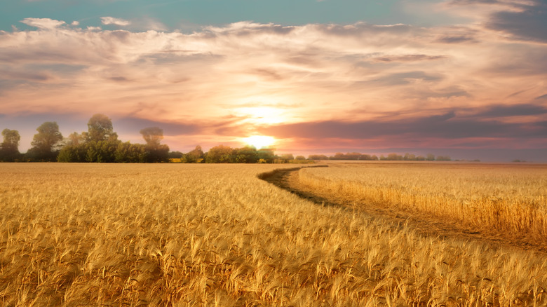 wheat field at dusk