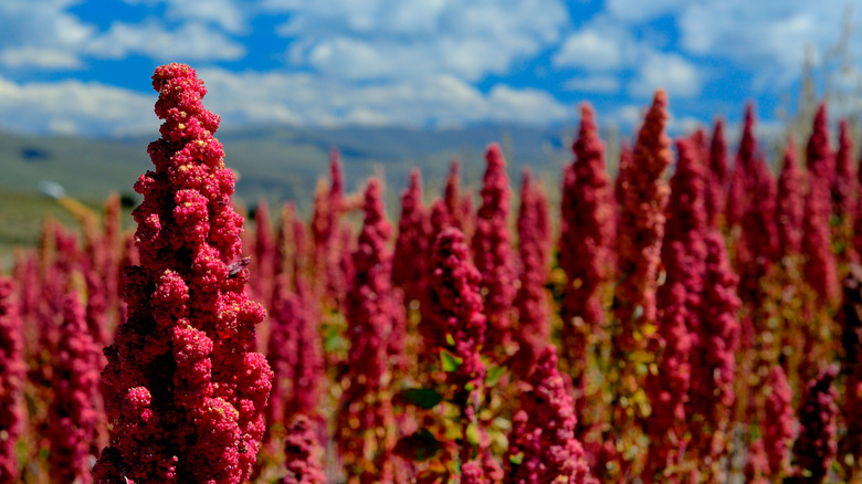 Red quinoa plant