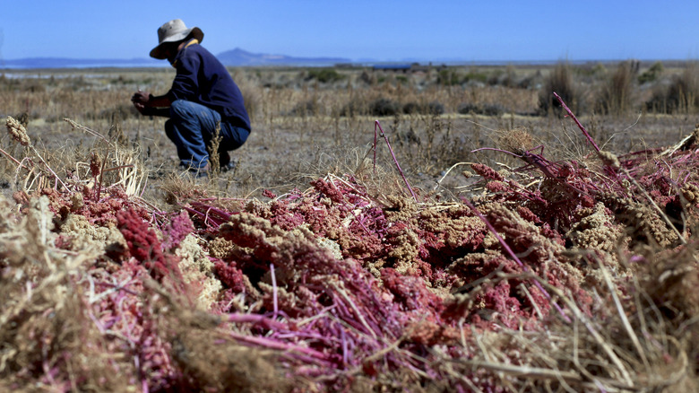 Farmer harvests quinoa plants