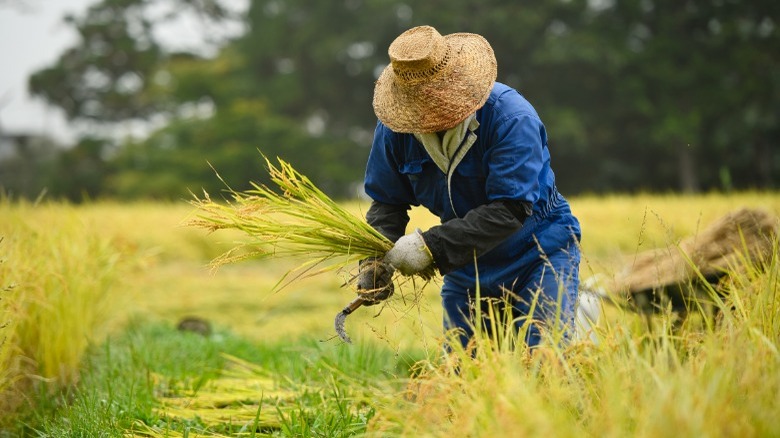 a farmer working in rice field