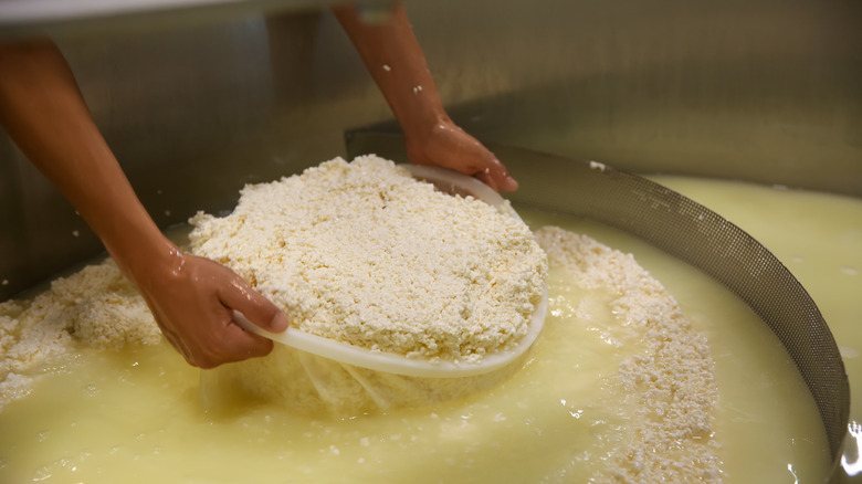 curds being strained from whey