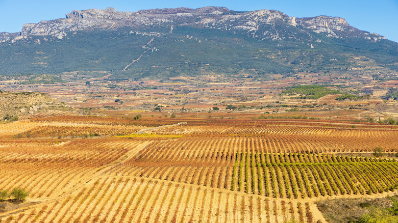 mountainous region with vineyards at base