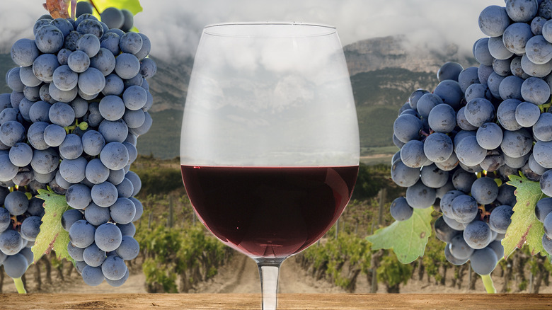 Everything You Need To Know About Rioja Wine