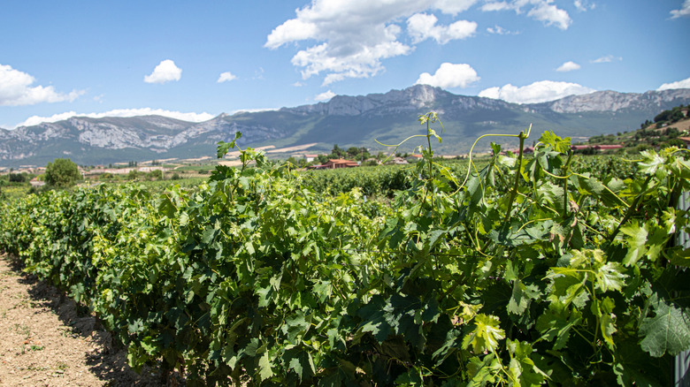 vineyards in rioja with mountains in background