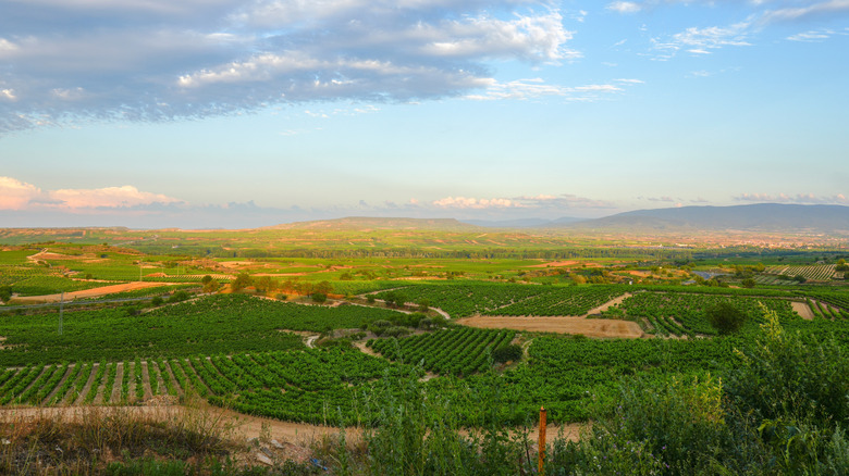 la rioja panoramic vineyard view