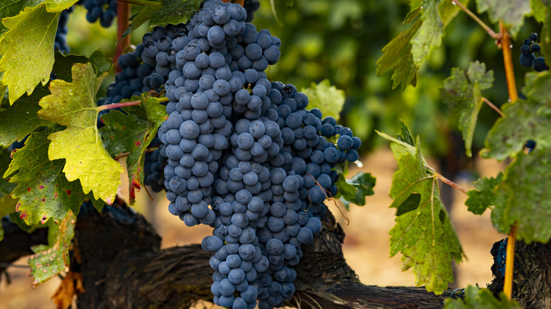 closeup tempranillo grapes on vine