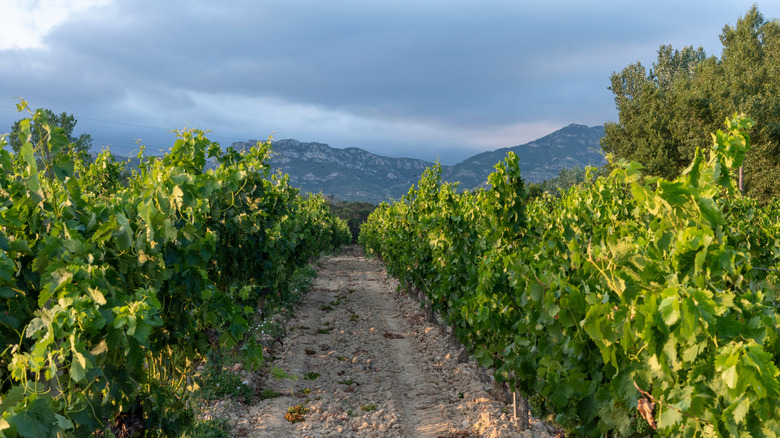 vineyard row in rioja