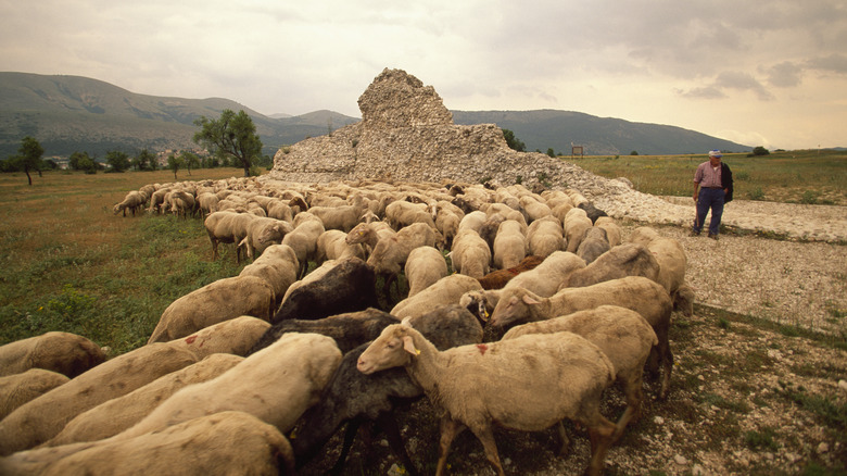 Italian shepherd with sheep