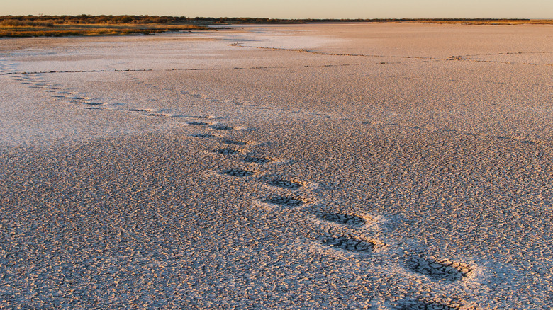 Animal trail in the desert 