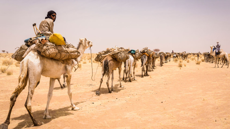 Camel caravan in Sahara 