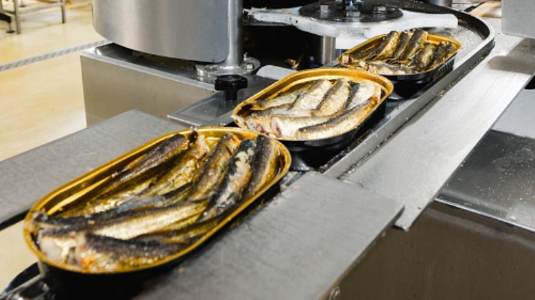 Tins of fish being canned