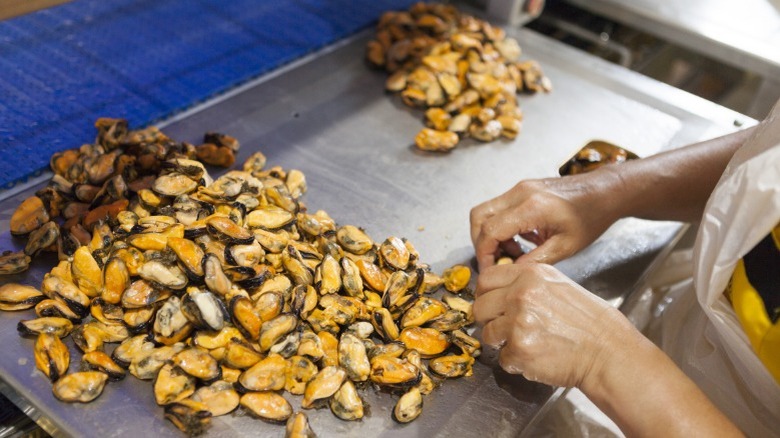 Hands shelling mussels