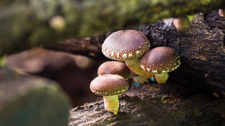 Shiitake mushrooms growing on log