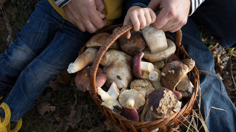 fresh picked mushroom basket