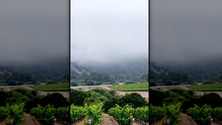 foggy vineyard