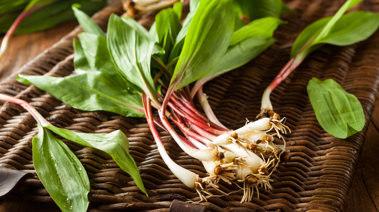Everything You Need To Know About Sustainably Foraging Ramps