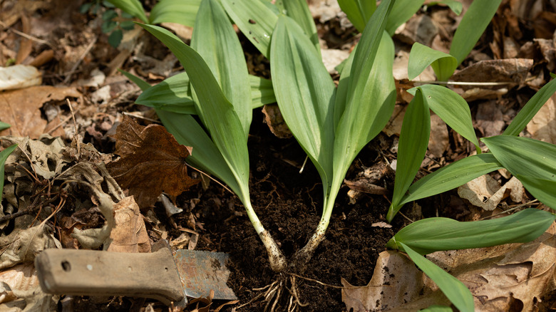 Ramps being foraged with knife