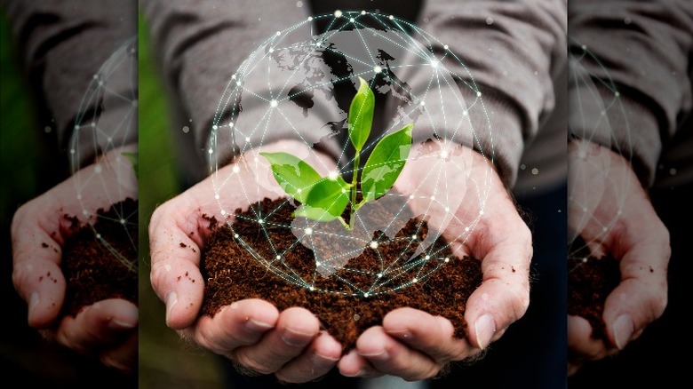 Hands holding young plant