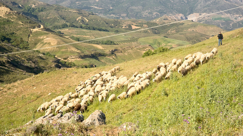 Sheep herd in Greece