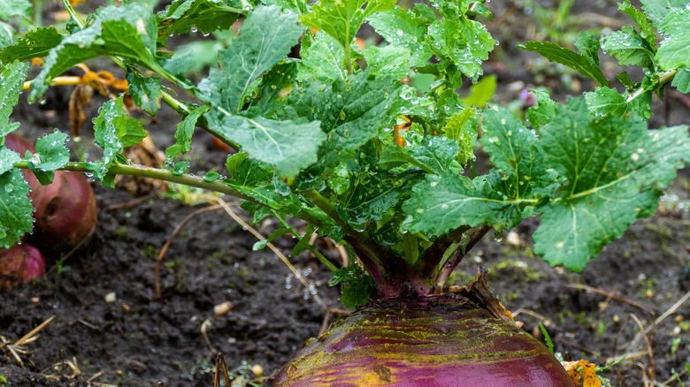 rutabaga greens