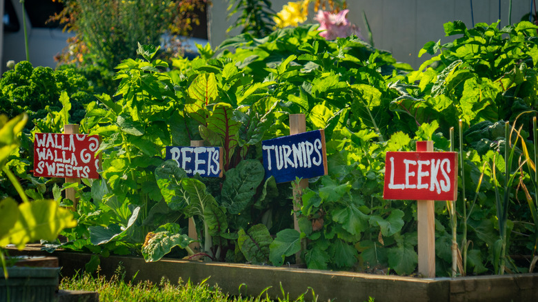 vegetable garden with turnips