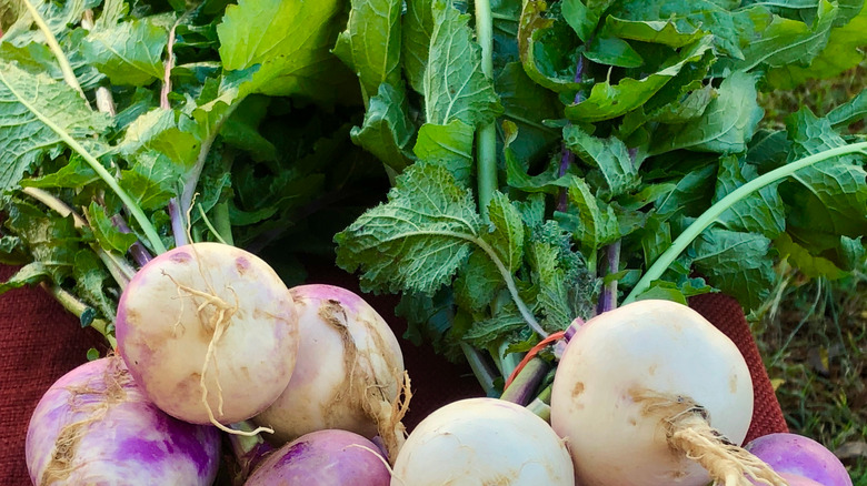 fresh turnips with greens