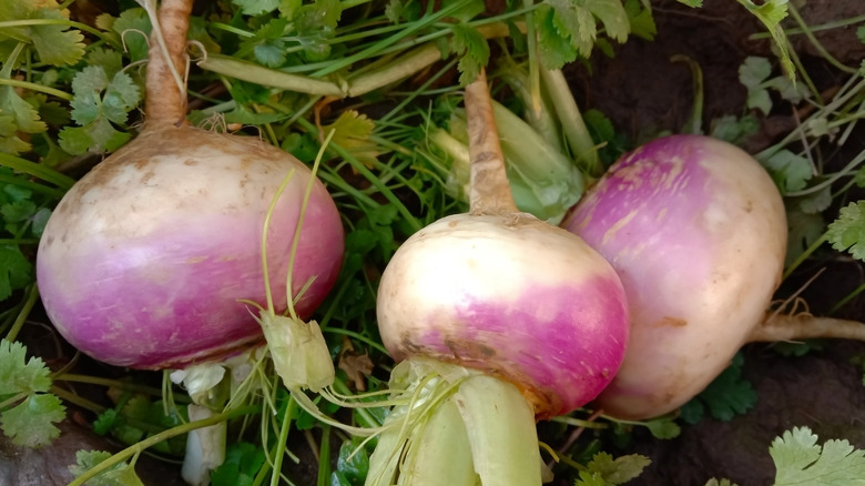 turnips with greens